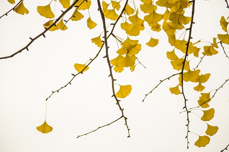 首都經濟貿易大學專業碩士學制是幾年？